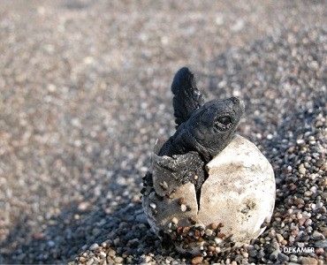 13.-DEKAMER_hatching-of-a-loggerhead-turtle---Copy